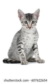 Cute Egyptian Mau Kitten Isolated On White Background