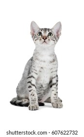 Cute Egyptian Mau Kitten Isolated On White Background