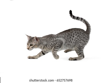 Cute Egyptian Mau Kitten Isolated On White Background