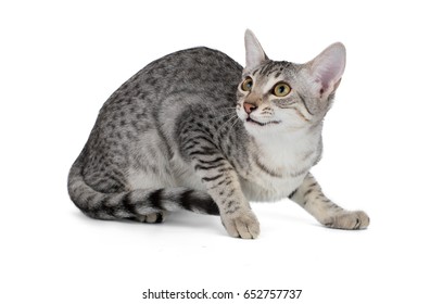 Cute Egyptian Mau Kitten Isolated On White Background