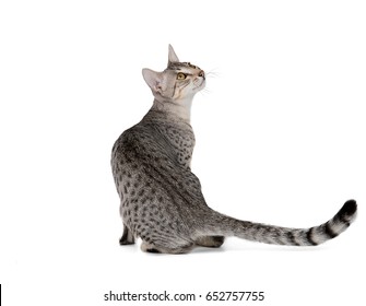 Cute Egyptian Mau Kitten Isolated On White Background