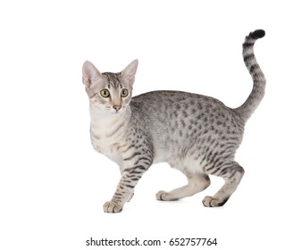 Cute Egyptian Mau Kitten Isolated On White Background