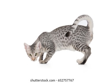 Cute Egyptian Mau Kitten Isolated On White Background