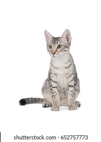 Cute Egyptian Mau Kitten Isolated On White Background