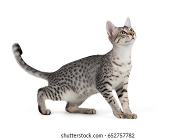 Cute Egyptian Mau Kitten Isolated On White Background