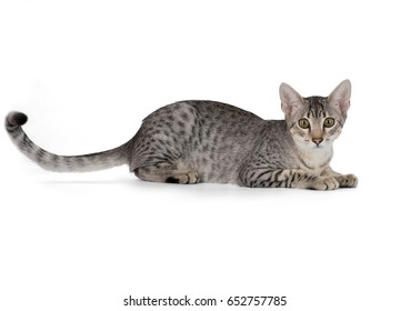 Cute Egyptian Mau Kitten Isolated On White Background