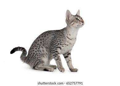 Cute Egyptian Mau Kitten Isolated On White Background