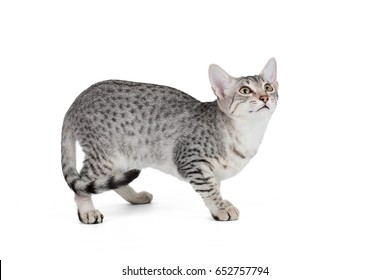 Cute Egyptian Mau Kitten Isolated On White Background