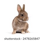 Cute eight week old brown baby European rabbit sitting and looking to the side, isolated on white