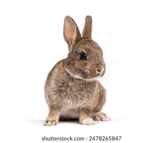 Cute eight week old brown baby European rabbit sitting and looking to the side, isolated on white