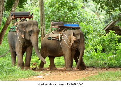 Cute elephants