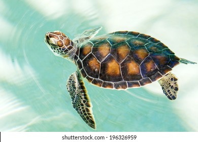 Cute endangered baby turtle swimming in turquoise water