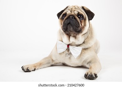 Short Haired Dogs Images Stock Photos Vectors Shutterstock