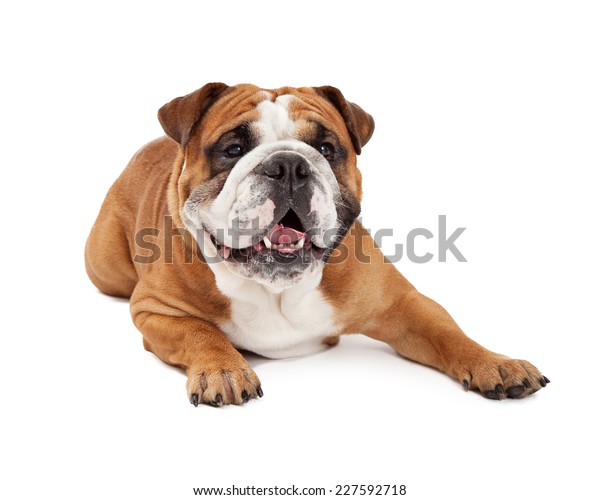 Un Lindo Bulldog Ingles Mirando Hacia Foto De Stock Editar Ahora