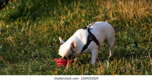 Cute english bulldog on green grass drink a water from the bowl. High quality photo