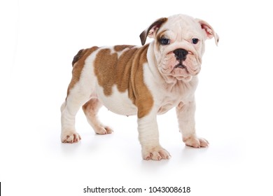 Cute English Bulldog Puppy (isolated On White)