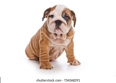 Cute English Bulldog Puppy (isolated On White)