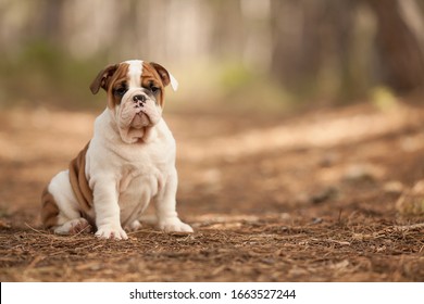 Bouledogue Anglais Images Stock Photos Vectors Shutterstock