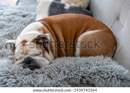 Cute english bulldog sleeping on the couch