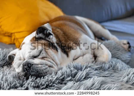 Cute english bulldog sleeping on sofa, shallow depth of field