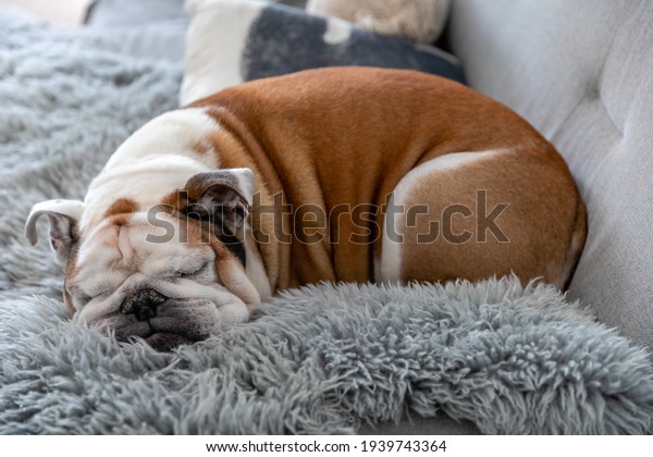 Cute english\
bulldog sleeping on the\
couch