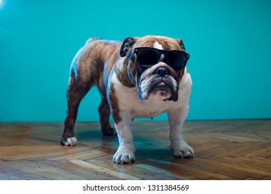 Cute English Bulldog with sunglasses on turquoise background