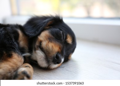 Cute English Cocker Spaniel puppy sleeping on floor indoors. Space for text