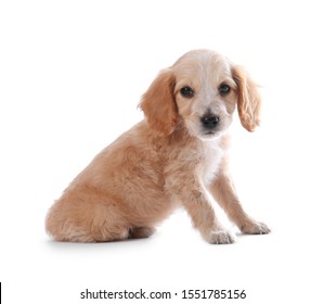 Cute English Cocker Spaniel Puppy On White Background