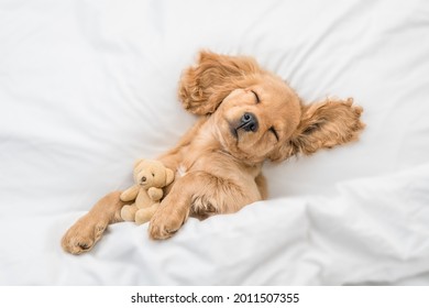 Cute English Cocker spaniel puppy sleeps on a bed at home and hugs toy bear. Top down view