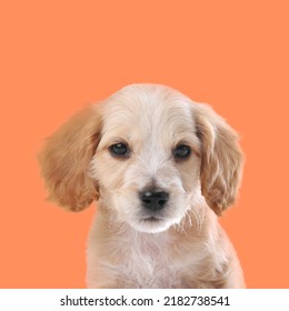 Cute English Cocker Spaniel Puppy On Pale Orange Background