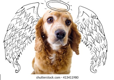 Cute English Cocker Spaniel puppy in front of a white background with angel wings and halo sketch