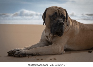 cute english mastiff at the beach
