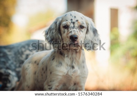 Cute english setter puppy playing in the farm. White hunting dog on black and brown dots. Playful dogs, playing outside in the yard.