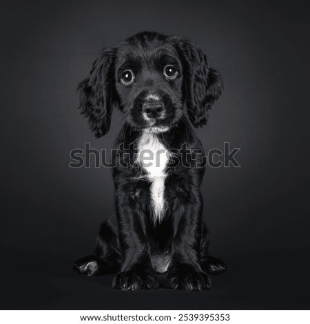 Cute English working cocker spaniel dog puppy, sitting up facing front. Looking straight to camera with super sweet expression. Isolated on a black background.