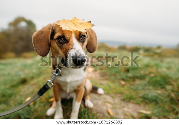 cute Estonian\
hound dog in autumn on the\
nature