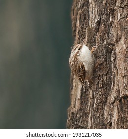 Cute eurasian or common treecreeper which is usually climbing the tree bark almost invisibly  (Certhia familiaris) 