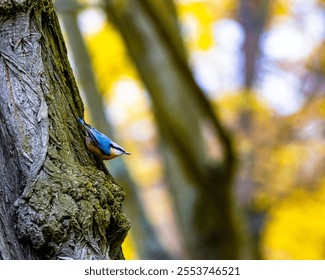 A cute Eurasian nuthatch bird perched on a mossy tree during the daytime - Powered by Shutterstock