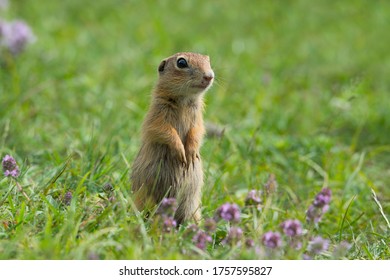 Cute European ground squirrel (Spermophilus citellus) on green grass and purple wildflowers.