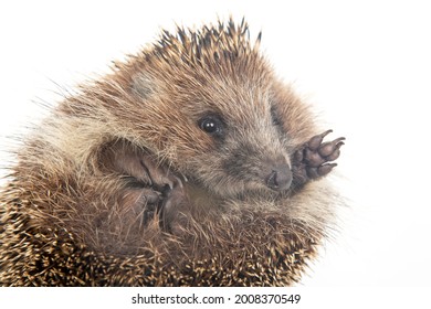 Cute European Hedgehog Sleeps And Stuck Out Its Legs On A White Background. Animal World