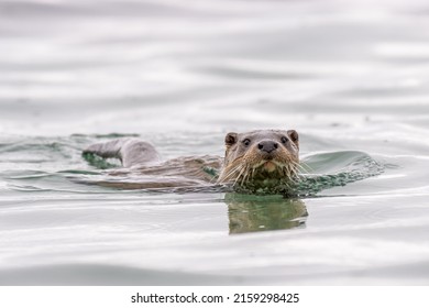 Cute European Otter Swimming Lake Stock Photo 2159298425 | Shutterstock