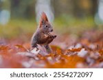 A cute european red squirrel sits in autumn leaves. Sciurus vulgaris                               