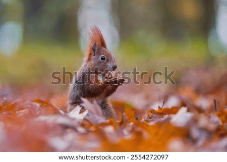 Similar – Foto Bild Ein europäisches Eichhörnchen sitzt auf einem Futterhäuschen im Wald und frisst Nahrung