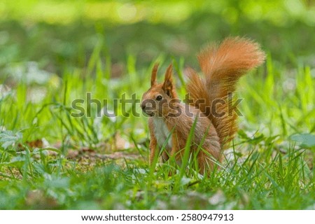 Similar – Foto Bild Ein europäisches Eichhörnchen sitzt auf einem Futterhäuschen im Wald und frisst Nahrung