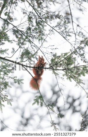 Similar – Foto Bild Ein europäisches Eichhörnchen sitzt auf einem Futterhäuschen im Wald und frisst Nahrung