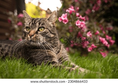 Cute European tabby shorthair cat lies on grass near bush with red flowers and looks left. In the summery garden with a weigela plant