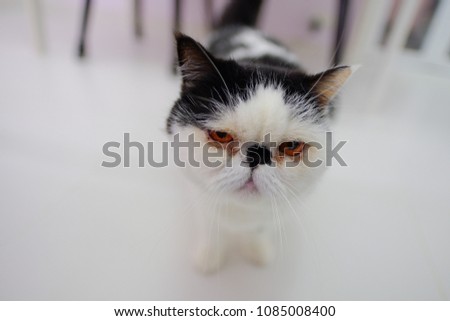 Cute Exotic Shorthair Cat Persian Kitten Stock Photo Edit Now