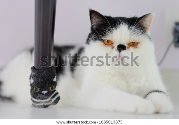 Cute Exotic Shorthair Cat Persian Kitten Stock Photo Edit Now