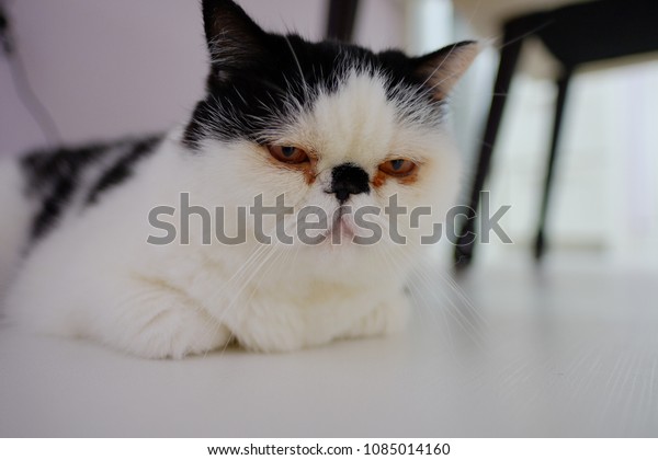 Cute Exotic Shorthair Cat Persian Kitten Stock Photo Edit Now