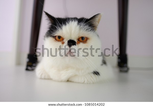 Cute Exotic Shorthair Cat Persian Kitten Stock Photo Edit Now