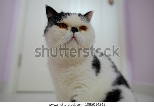 Cute Exotic Shorthair Cat Persian Kitten Stock Photo Edit Now